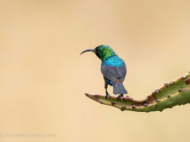 Purple-banded sunbird