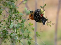 Crested barbet