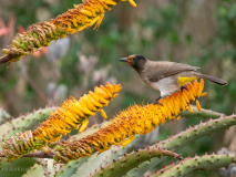 Dark-capped bulbul