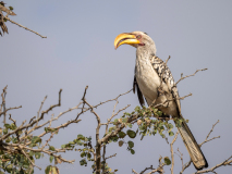 Southern yellow-billed hornbill