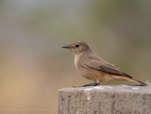 Chat flycatcher