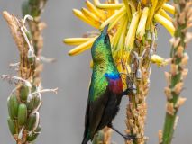 Purple-banded sunbird