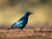 Cape starling