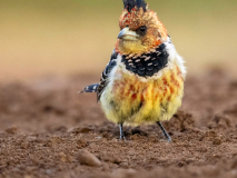 Crested barbet