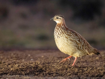 Natal spurfowl