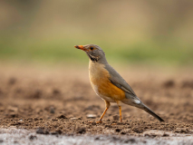 Kurrichane thrush