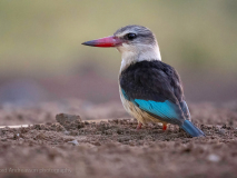 Striped kingfisher