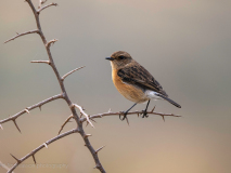 African stonechat