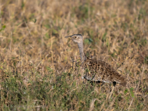 Black-bellied bustard