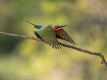 White-fronted bee-eater