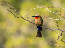 White-fronted bee-eater