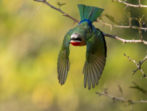 White-fronted bee-eater