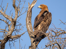 Tawny eagle