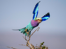 Lilac-breasted roller
