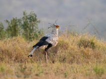 Secretarybird