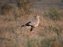 Secretarybird