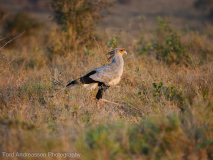 Secretary bird
