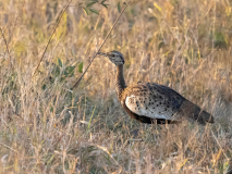 Black-bellied bustard