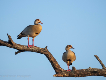 Egyptian geese