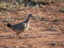 Crested francolin