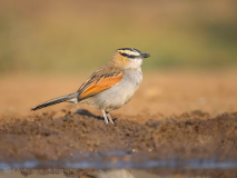 Black-crowned tchagra