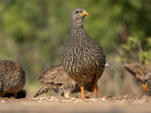 Cape spurfowl