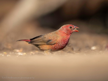 Jameson’s firefinch