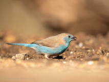 Blue waxbill