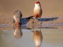 Common waxbill