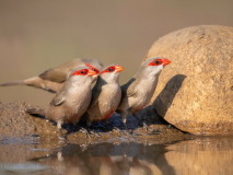 Common waxbill