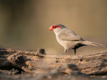 Common waxbill
