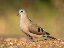 Emerald-spotted wood dove