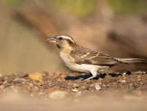 Streaky-headed seedeater