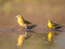 Lemon-breasted canary