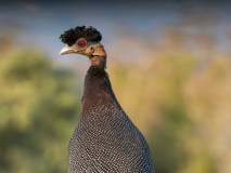 Helmeted guineafowl