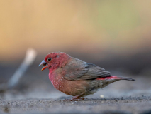 Red-billed firefinch