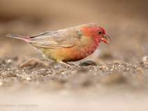Red-billed firefinch