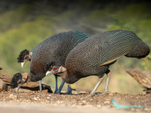 Helmeted guineafowl