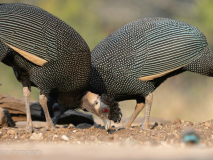 Helmeted guineafowl