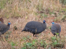 Helmeted guineafowl