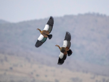 Egyptian goose