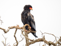 Bateleur