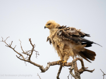 Tawny eagle
