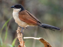Burret’s coucal