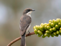 Fiscal flycatcher