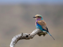 Lilac-breasted roller