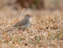 Red-headed cisticola