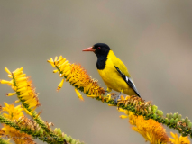 Black-headed oriole