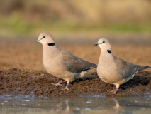 Cape turtle dove