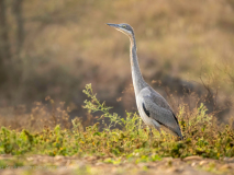 Grey heron